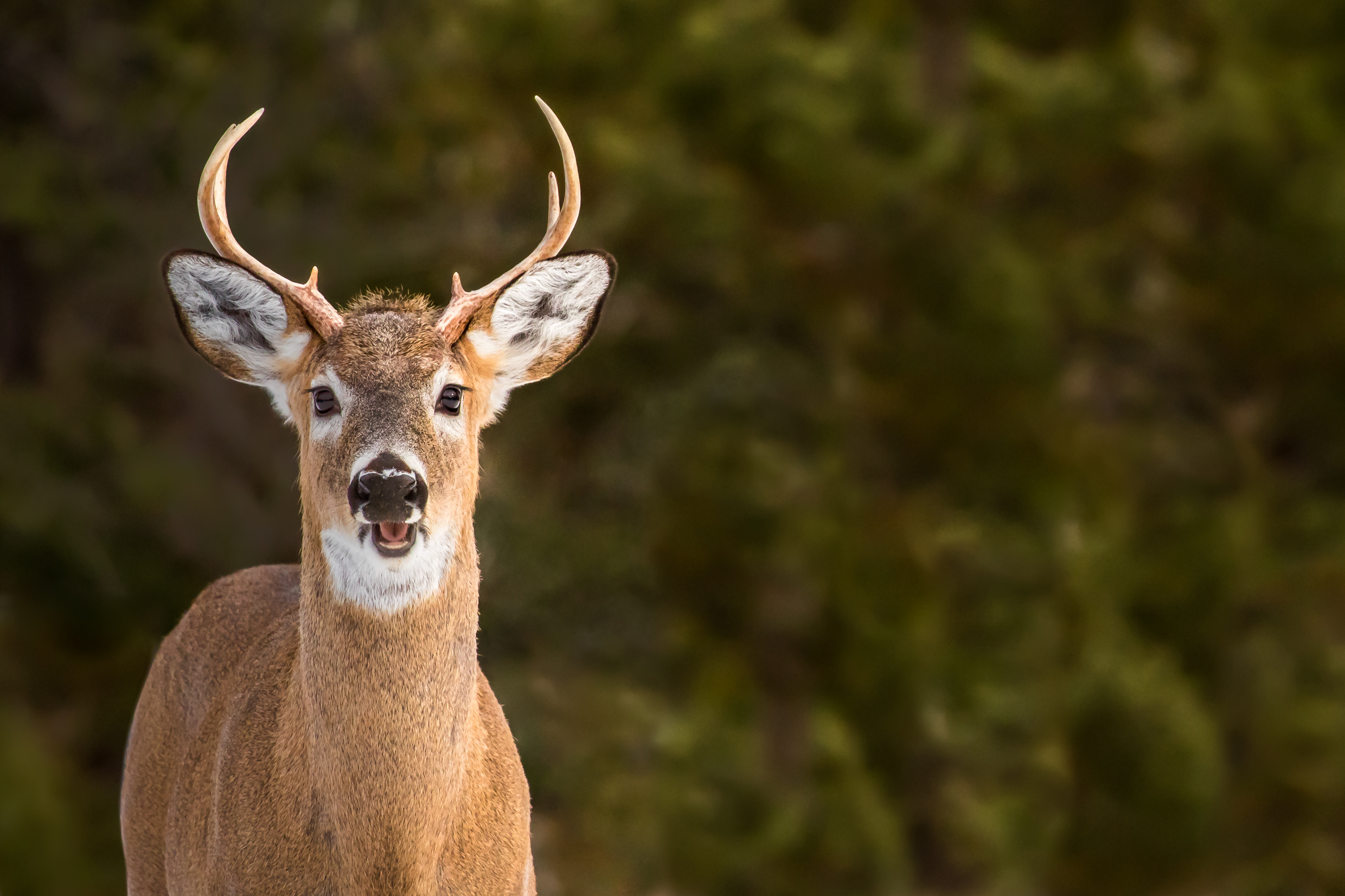 White-tailed Deer - Odocoileus virginianus