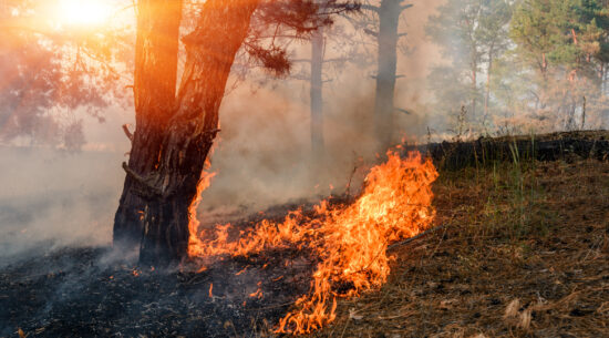 Development of forest fire. Flame is starting trunk damage.