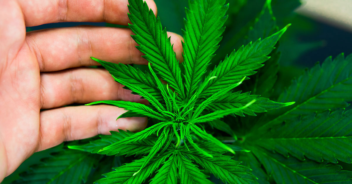 stock photo of a hemp plant